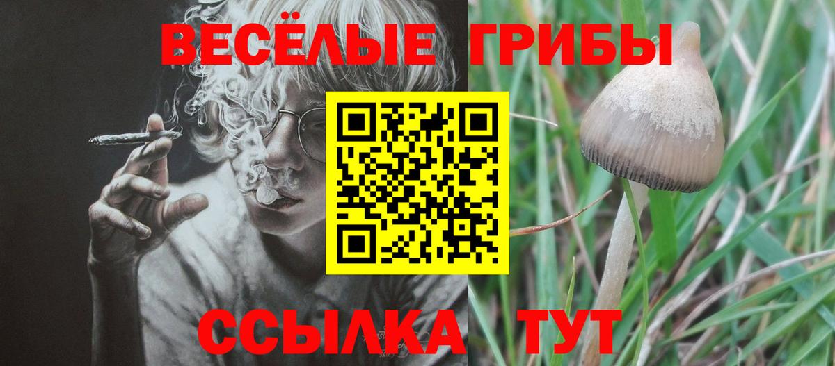Кингисепп  Галлюциногенные грибы Magic Shrooms  Галлюциногенные грибы Cubensis  Вход с VPN 
