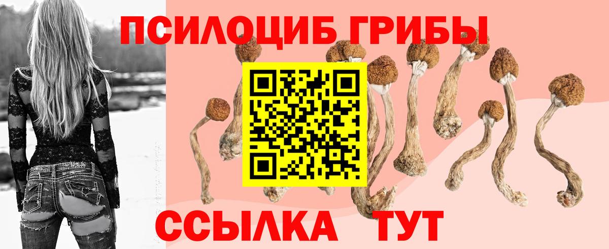 Галлюциногенные грибы Psilocybine cubensis Кингисепп